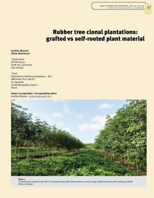 plantations-clonales-hevea-materiel-greffe-vs-multiplication-sur-propres-racines-page-1